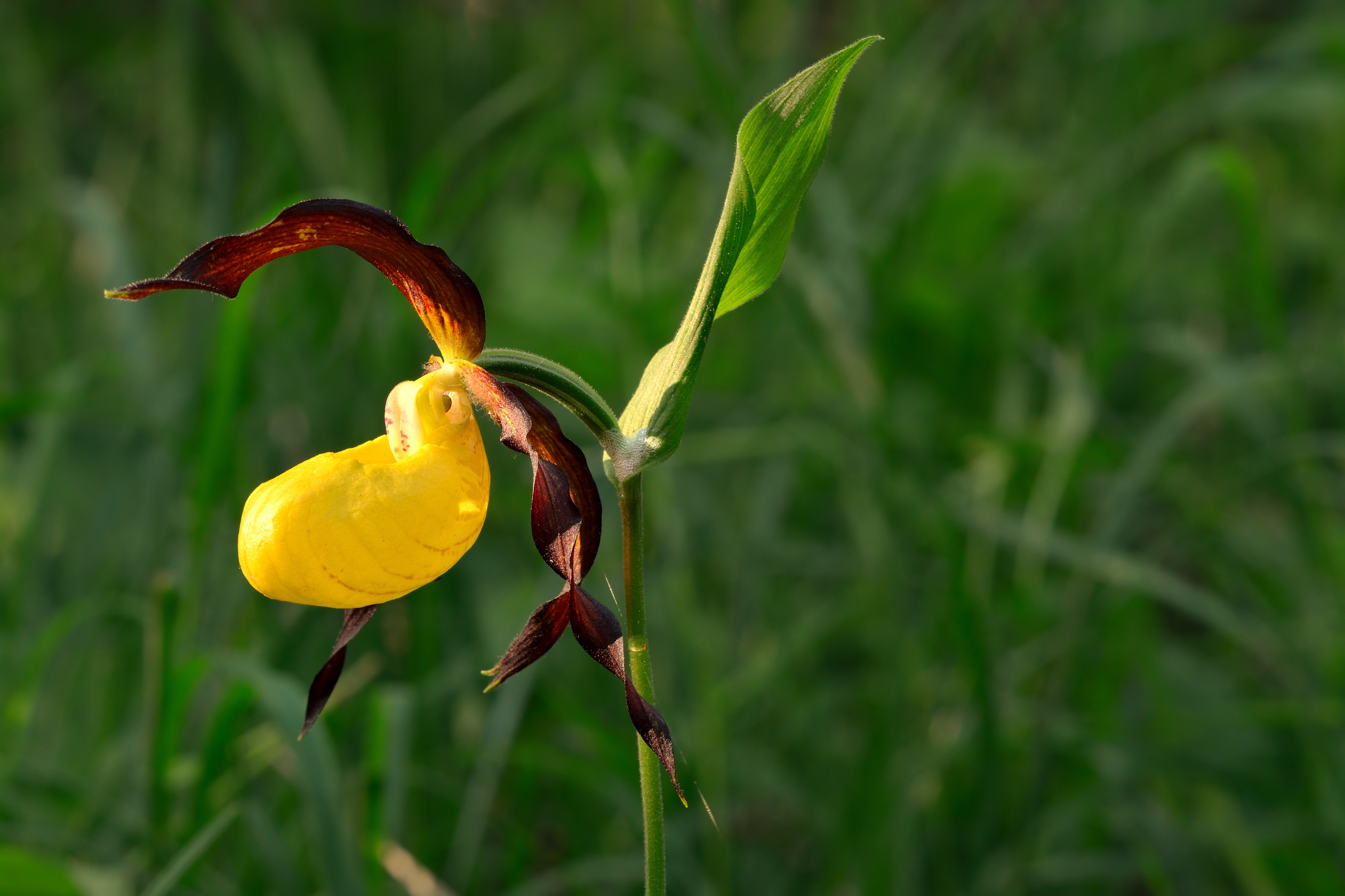 Cypripedium calceolus — Lady's Slipper Orchid, Britain's rarest native plant, showing the distinctive yellow slipper pouch and dark burgundy petals